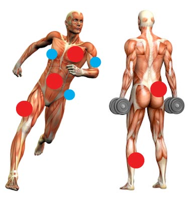 Muscoli coinvolti dalla pratica della cyclette orizzontale Muscoli coinvolti dalla pratica della cyclette orizzontale