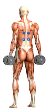 Potenziamento muscoli dorsali Potenziamento muscoli dorsali