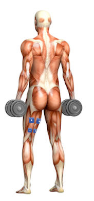 Lavoro dei muscoli posteriori della coscia Lavoro dei muscoli posteriori della coscia
