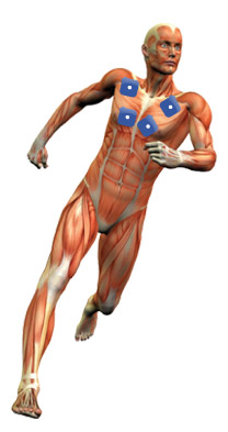 Potenziamento dei muscoli pettorali Potenziamento dei muscoli pettorali